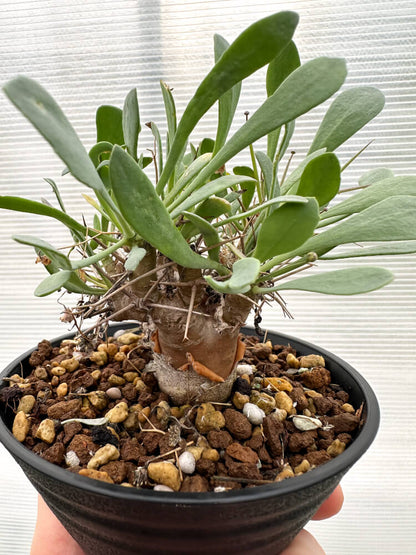 【現品限り】オトンナ・ユーフォルビオイデス 実生【R29】 Othonna euphorbioides