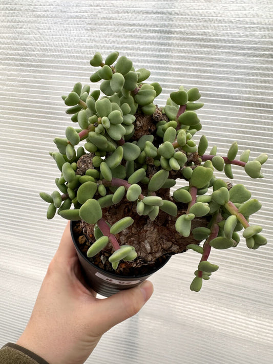 【現品限り】ケラリア・ピグマエア 現地株【R2】 Ceraria pygmaea