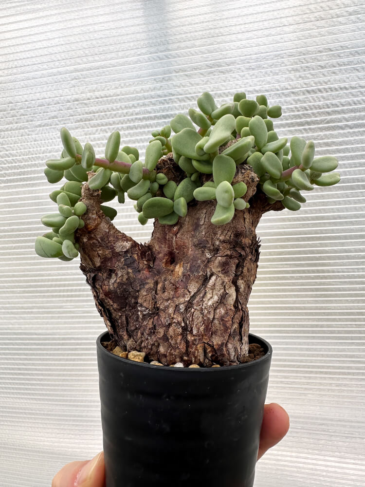現品限り】ケラリア・ピグマエア 現地株【R2】 Ceraria pygmaea 塊根