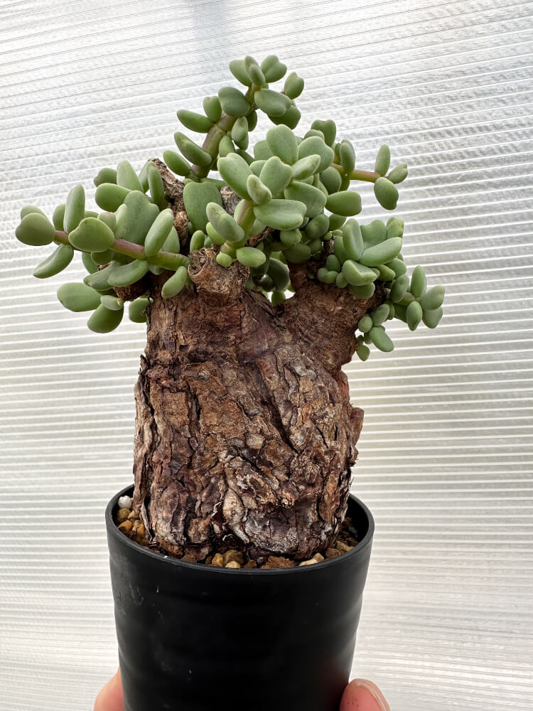 現品限り】ケラリア・ピグマエア 現地株【R2】 Ceraria pygmaea 塊根