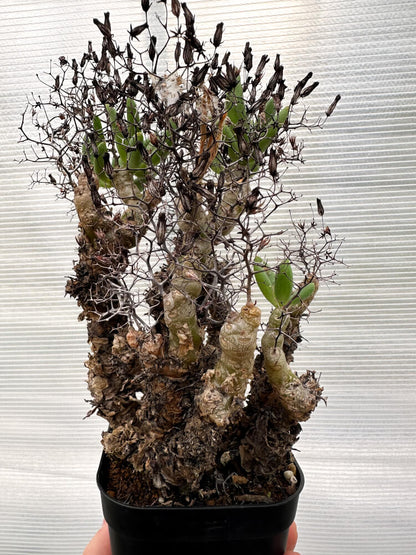 【現品限り】チレコドン・レティキュラータス 万物想 発根済み【R30】 Tylecodon reticulatus