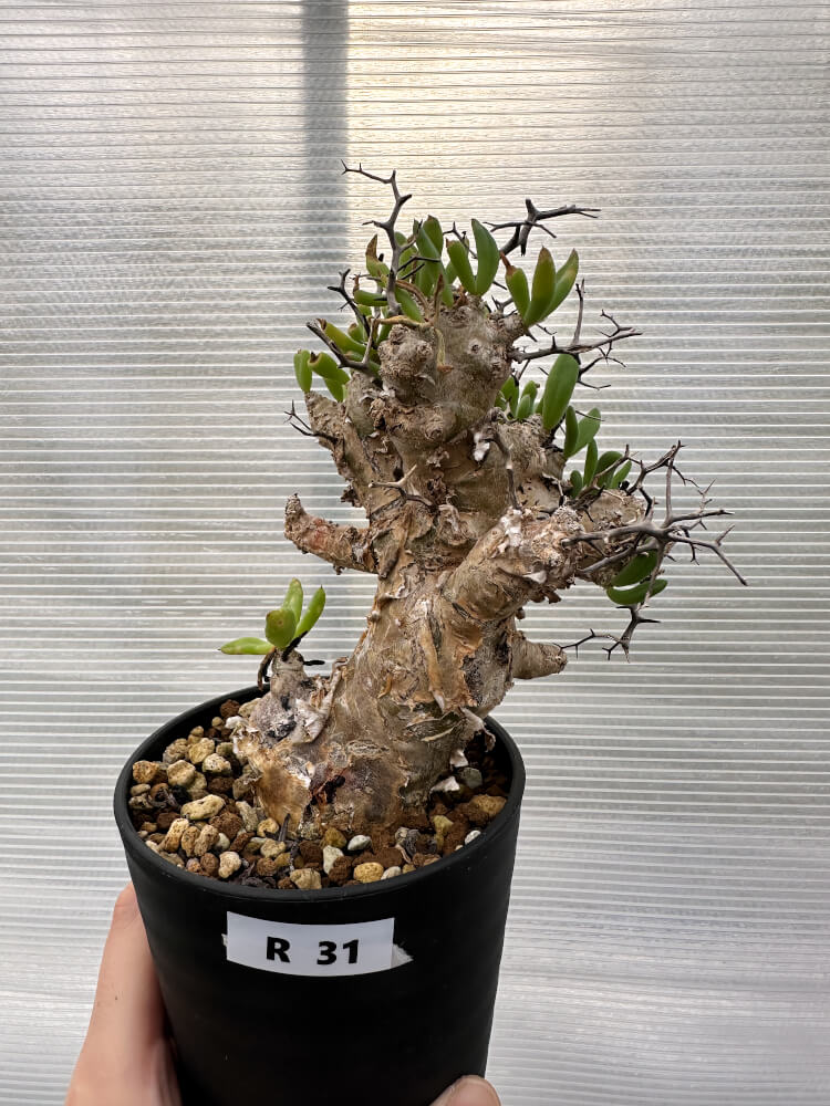 【現品限り】チレコドン・レティキュラータス 万物想 発根済み【R31】 Tylecodon reticulatus