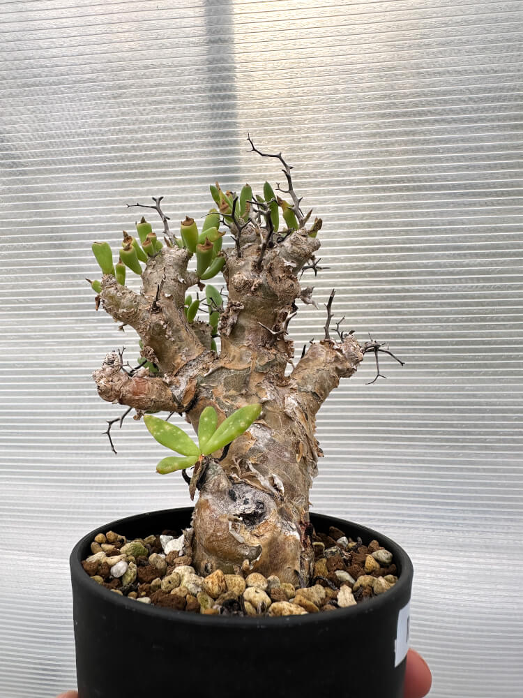 【現品限り】チレコドン・レティキュラータス 万物想 発根済み【R31】 Tylecodon reticulatus