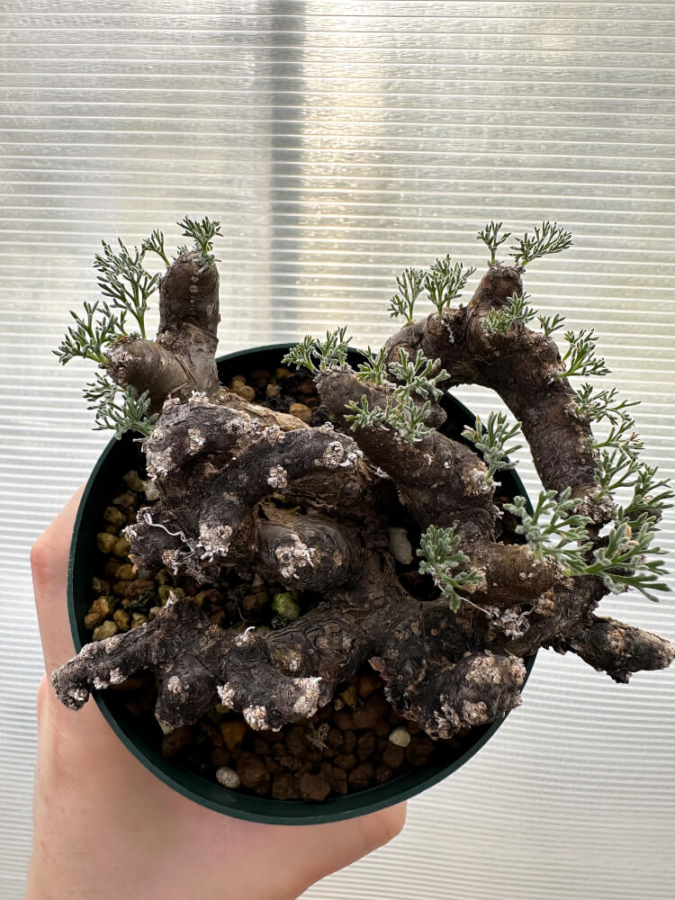 現品限り】サルコカウロン・ムルチフィズム 現地株【R32】 Sarcocaulon
