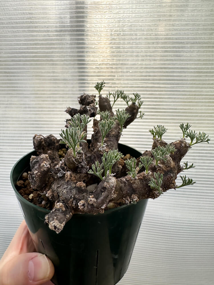 【現品限り】サルコカウロン・ムルチフィズム 現地株【R32】 Sarcocaulon multifidum(Monsonia)
