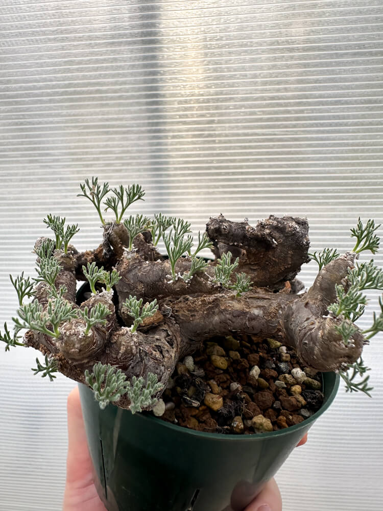 【現品限り】サルコカウロン・ムルチフィズム 現地株【R32】 Sarcocaulon multifidum(Monsonia)