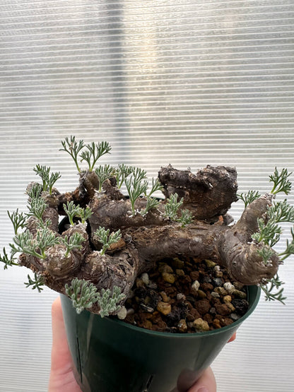 【現品限り】サルコカウロン・ムルチフィズム 現地株【R32】 Sarcocaulon multifidum(Monsonia)