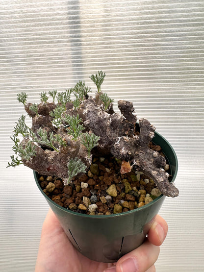 【現品限り】サルコカウロン・ムルチフィズム 現地株【R32】 Sarcocaulon multifidum(Monsonia)