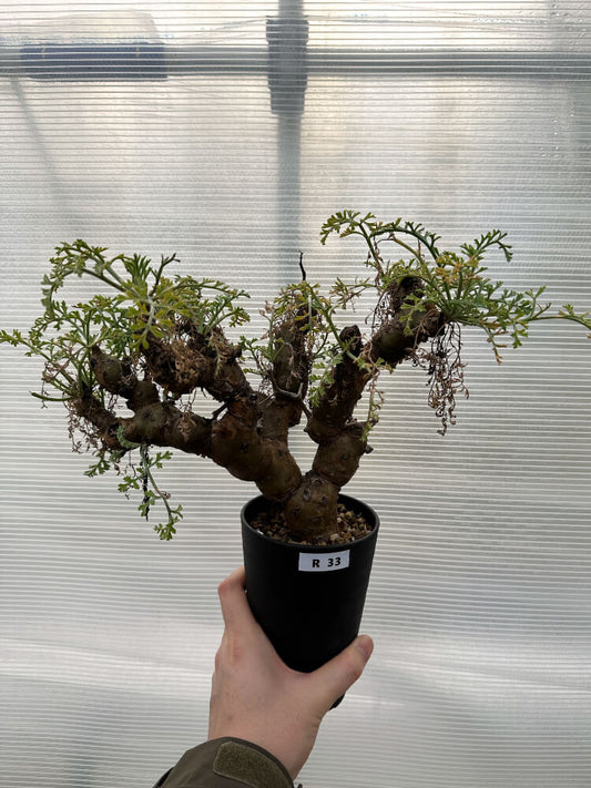 【現品限り】ペラルゴニウム・クリズミフォリウム 発根済み【R33】 Pelargonium crithmifolium