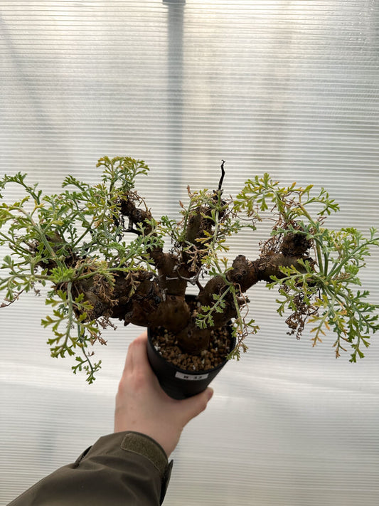 【現品限り】ペラルゴニウム・クリズミフォリウム 発根済み【R33】 Pelargonium crithmifolium