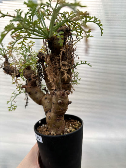 【現品限り】ペラルゴニウム・クリズミフォリウム 発根済み【R33】 Pelargonium crithmifolium