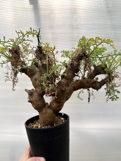 【現品限り】ペラルゴニウム・クリズミフォリウム 発根済み【R33】 Pelargonium crithmifolium