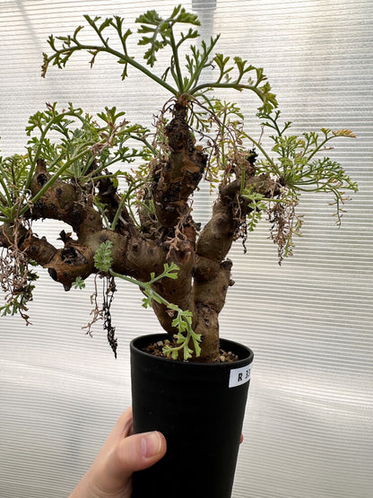 【現品限り】ペラルゴニウム・クリズミフォリウム 発根済み【R33】 Pelargonium crithmifolium