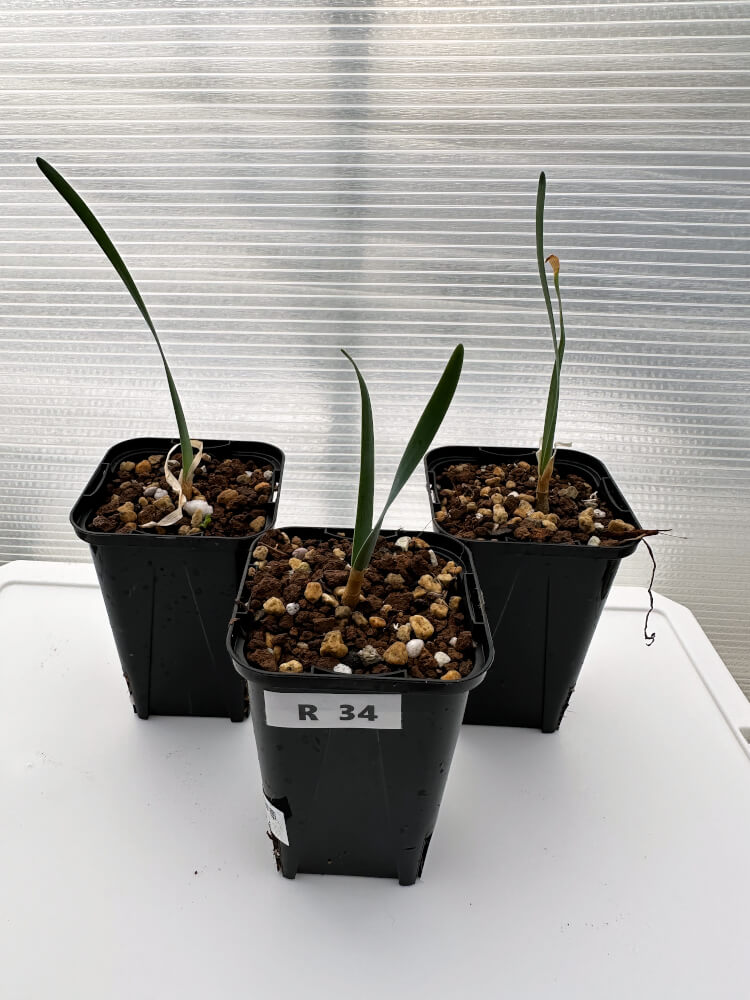 【現品限り】ブーファン・ハエマンソイデス 海外実生 3株セット【R34】 Boophane haemanthoides