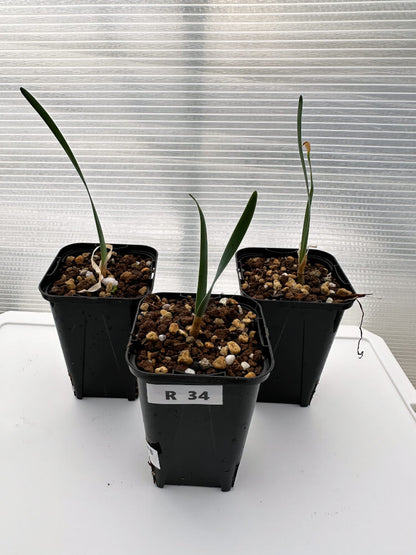 【現品限り】ブーファン・ハエマンソイデス 海外実生 3株セット【R34】 Boophane haemanthoides