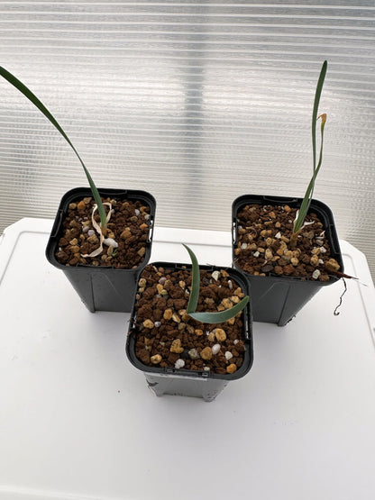 【現品限り】ブーファン・ハエマンソイデス 海外実生 3株セット【R34】 Boophane haemanthoides