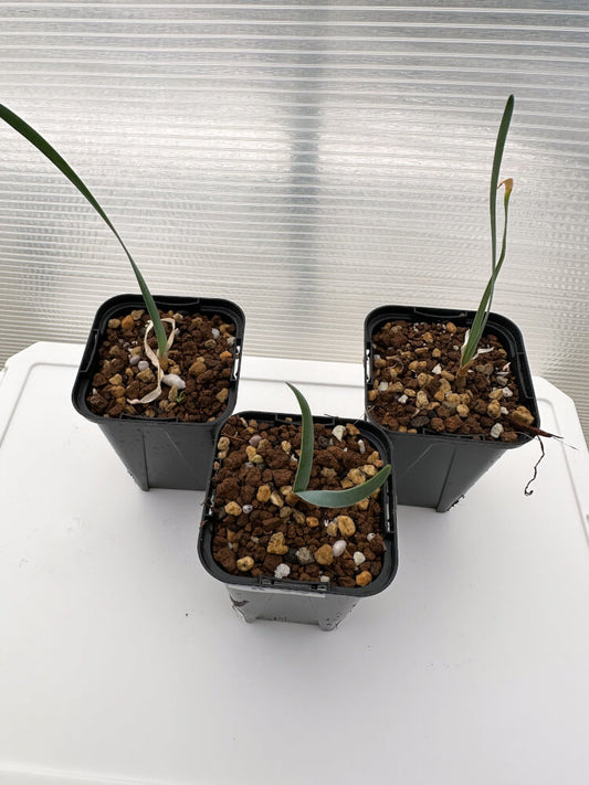 【現品限り】ブーファン・ハエマンソイデス 海外実生 3株セット【R34】 Boophane haemanthoides