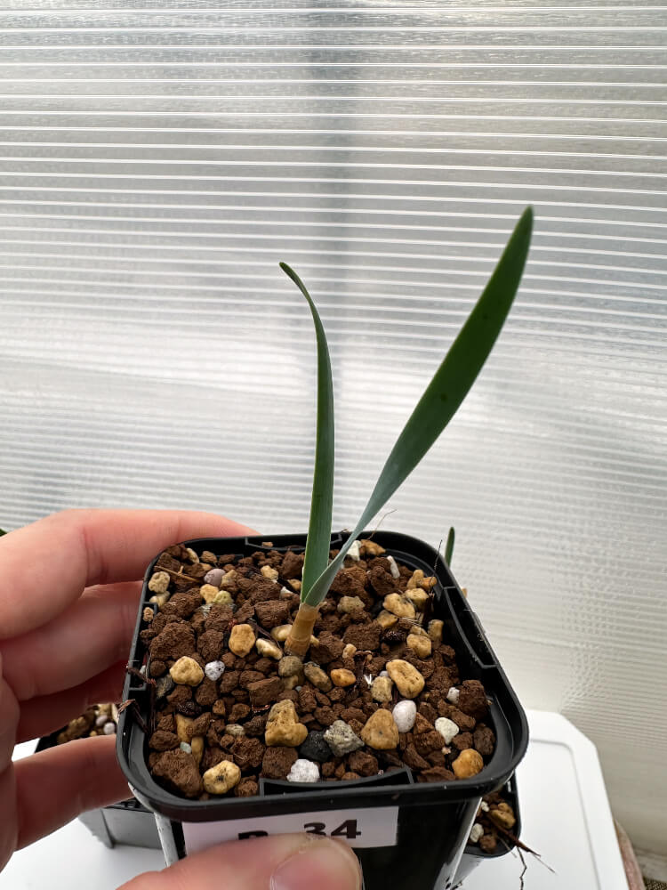 【現品限り】ブーファン・ハエマンソイデス 海外実生 3株セット【R34】 Boophane haemanthoides