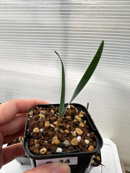 【現品限り】ブーファン・ハエマンソイデス 海外実生 3株セット【R34】 Boophane haemanthoides