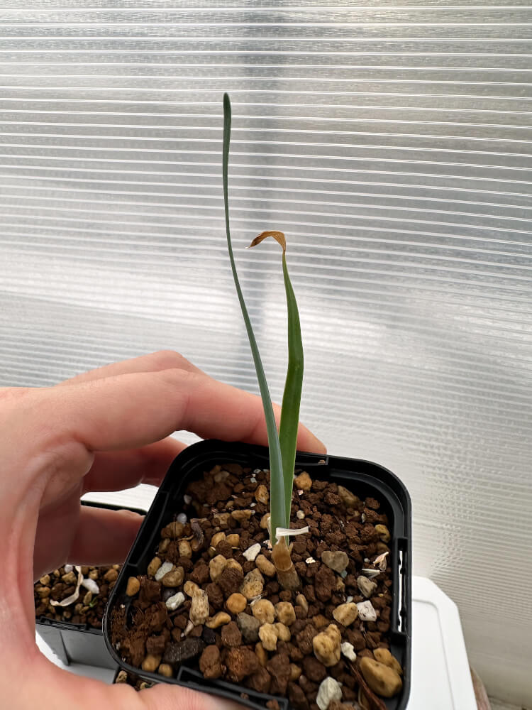 【現品限り】ブーファン・ハエマンソイデス 海外実生 3株セット【R34】 Boophane haemanthoides