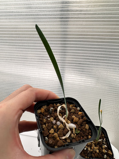 【現品限り】ブーファン・ハエマンソイデス 海外実生 3株セット【R34】 Boophane haemanthoides