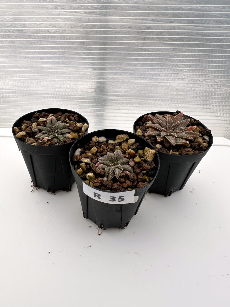 【現品限り】ブルビネ・ハオルチオイデス 3株セット【R35】 Bulbine haworthioides