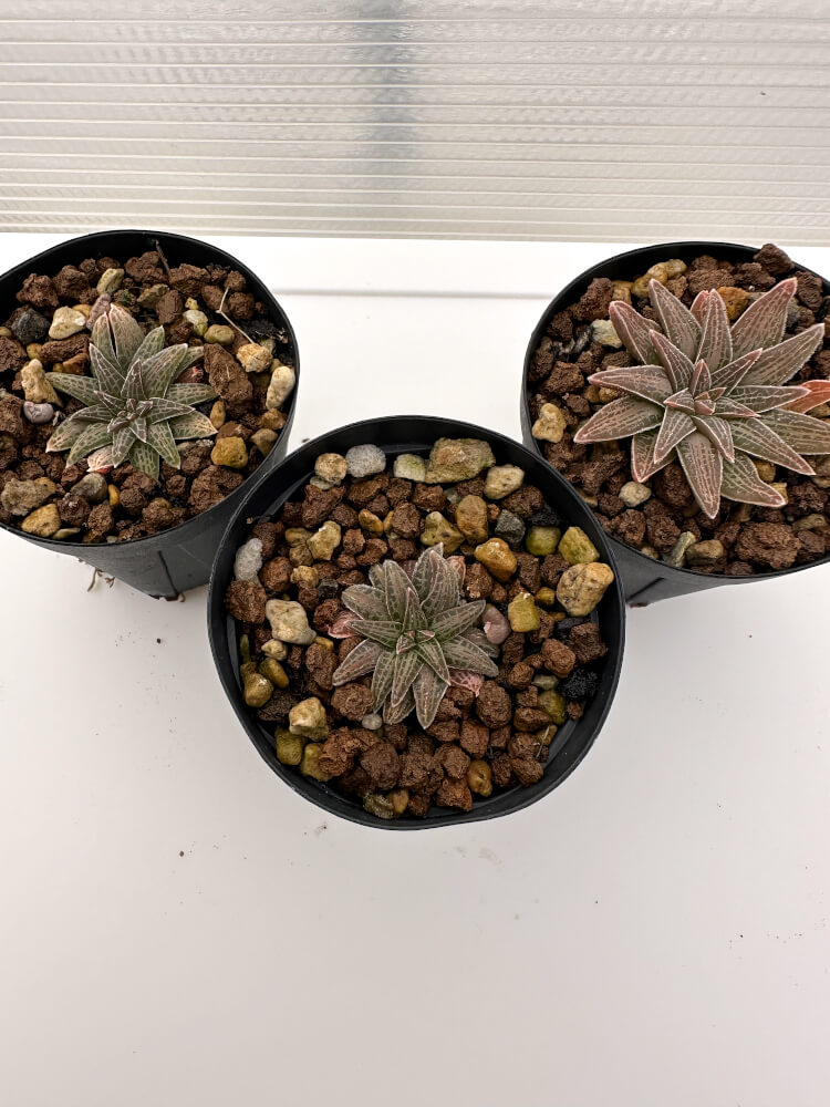 【現品限り】ブルビネ・ハオルチオイデス 3株セット【R35】 Bulbine haworthioides