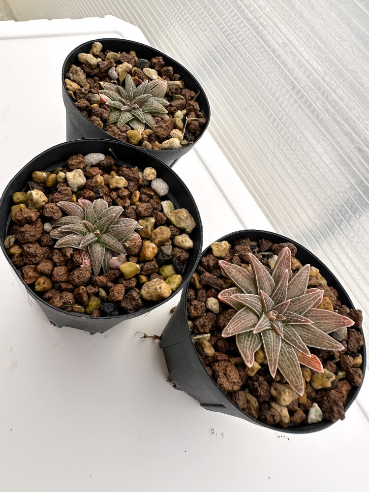 【現品限り】ブルビネ・ハオルチオイデス 3株セット【R35】 Bulbine haworthioides