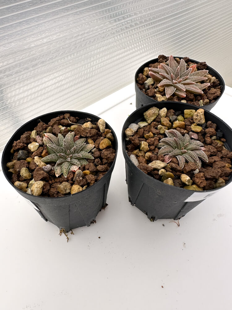 【現品限り】ブルビネ・ハオルチオイデス 3株セット【R35】 Bulbine haworthioides