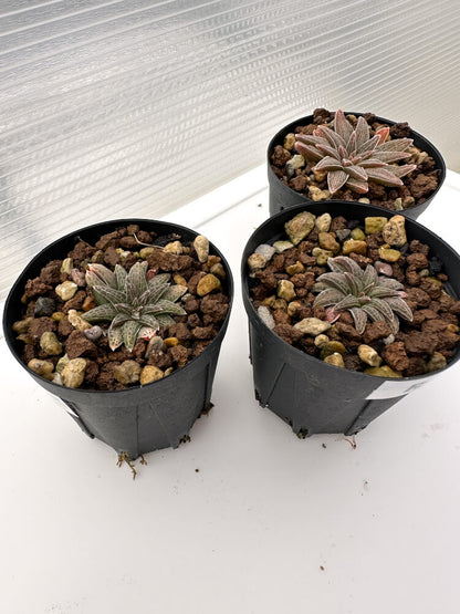 【現品限り】ブルビネ・ハオルチオイデス 3株セット【R35】 Bulbine haworthioides