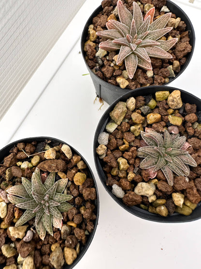 【現品限り】ブルビネ・ハオルチオイデス 3株セット【R35】 Bulbine haworthioides