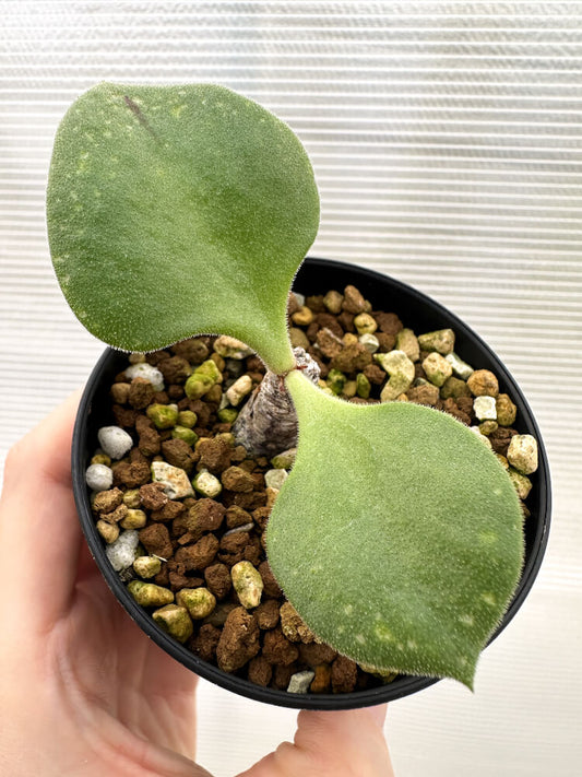 【現品限り】チレコドン・アトロプルプレウス【R3】 Tylecodon atropurpureus