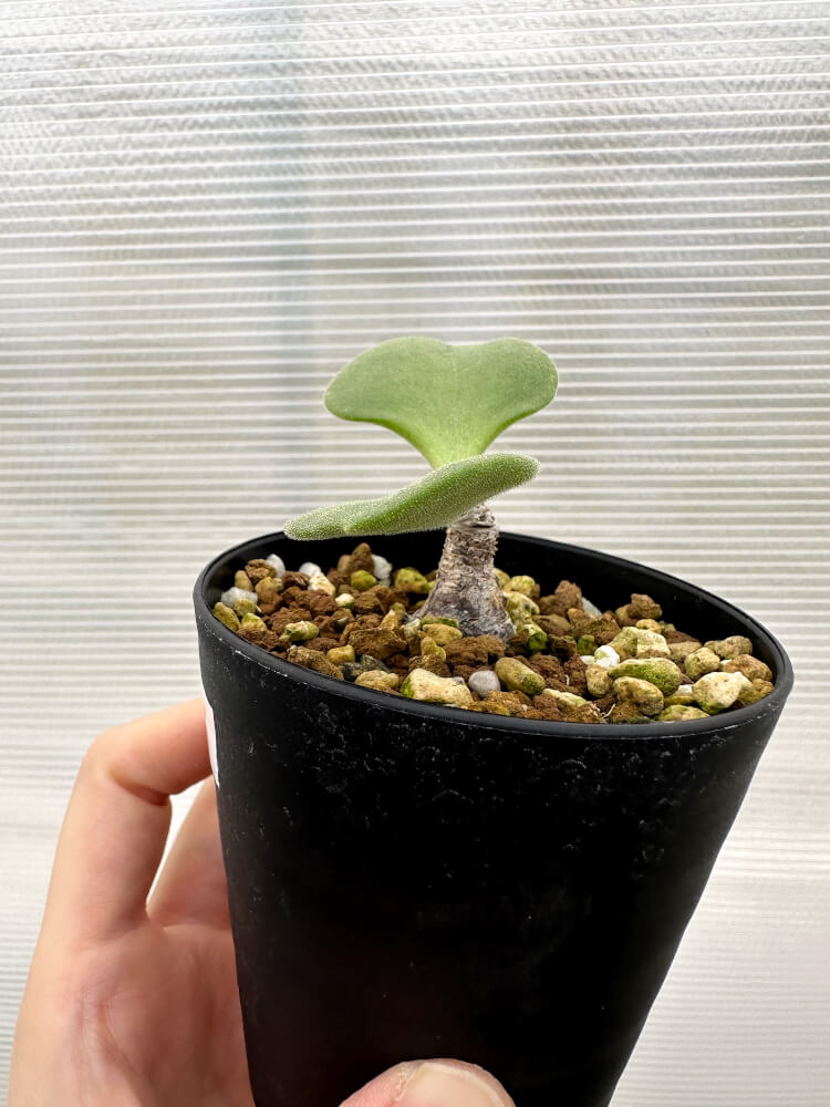 【現品限り】チレコドン・アトロプルプレウス【R3】 Tylecodon atropurpureus