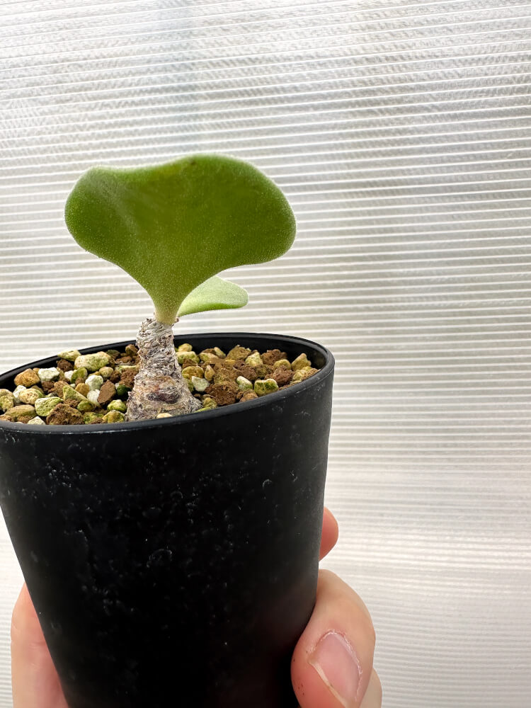 【現品限り】チレコドン・アトロプルプレウス【R3】 Tylecodon atropurpureus