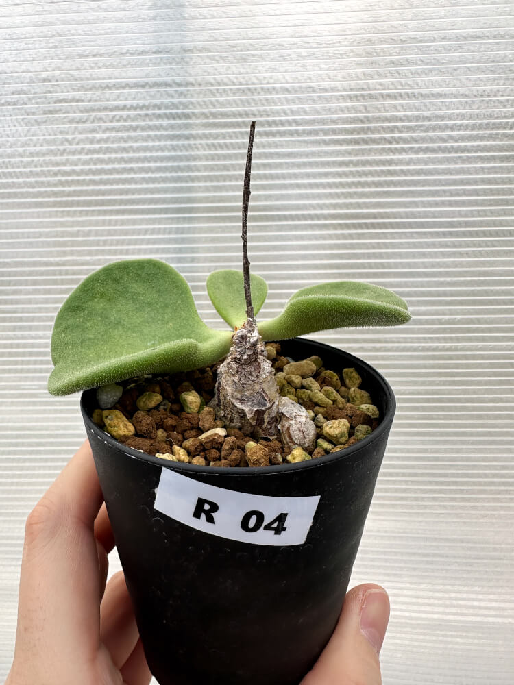 レア実生！　アトロプルプレウス　チレコドン　多肉植物　塊根植物 超希少☆早い者勝ち☆発根済み】 チレコドン アトロプルプレウス 鉢