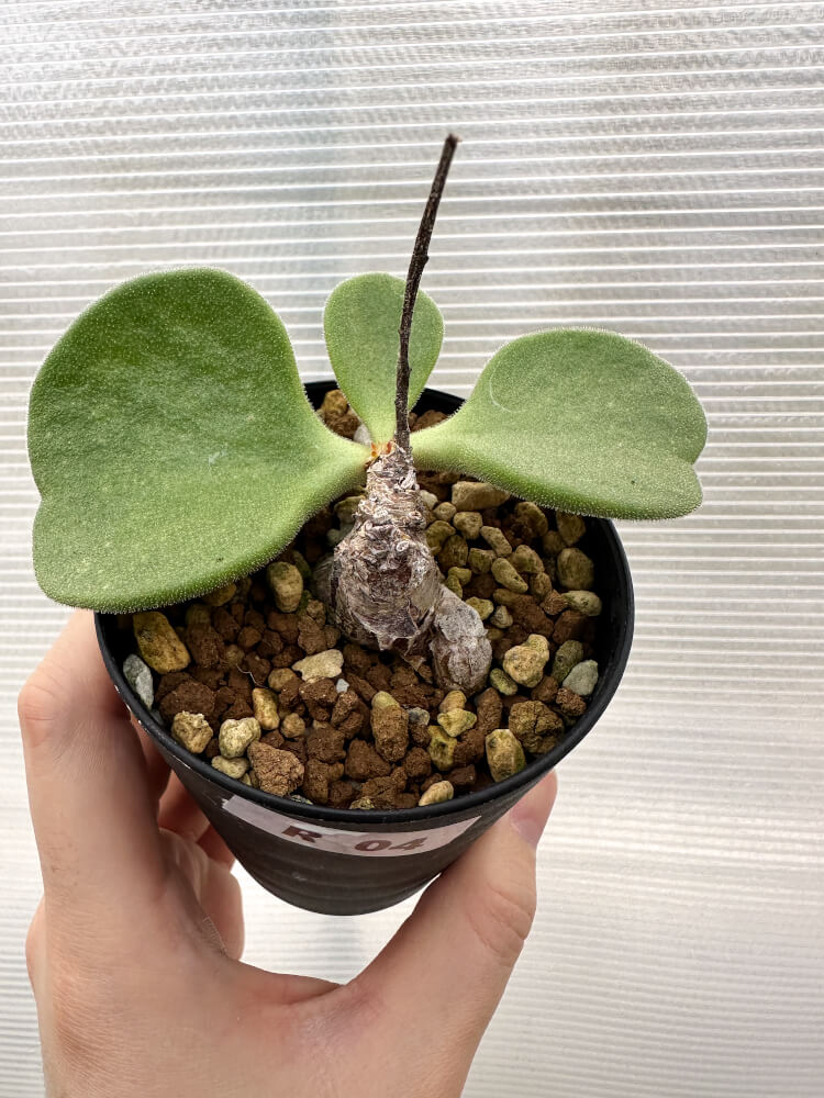 レア実生！　アトロプルプレウス　チレコドン　多肉植物　塊根植物 230318 塊根を出してペリペリとめくるとなかなか艶やかな肌が見えてき