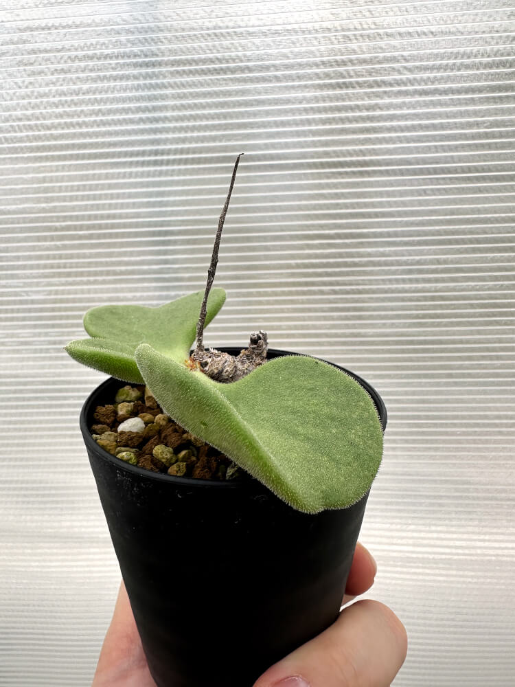 【現品限り】チレコドン・アトロプルプレウス【R4】 Tylecodon atropurpureus