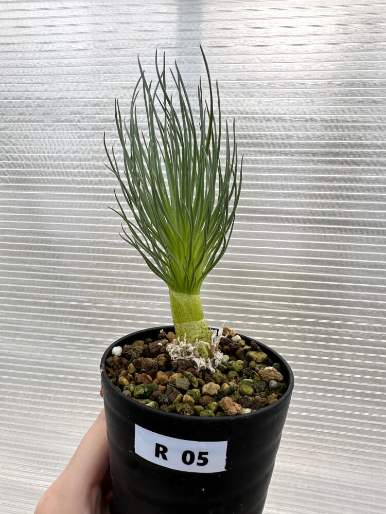 【現品限り】ゲチリス・グランディフローラ【R5】 Gethyllis grandiflora