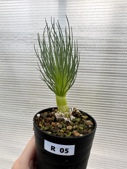 【現品限り】ゲチリス・グランディフローラ【R5】 Gethyllis grandiflora