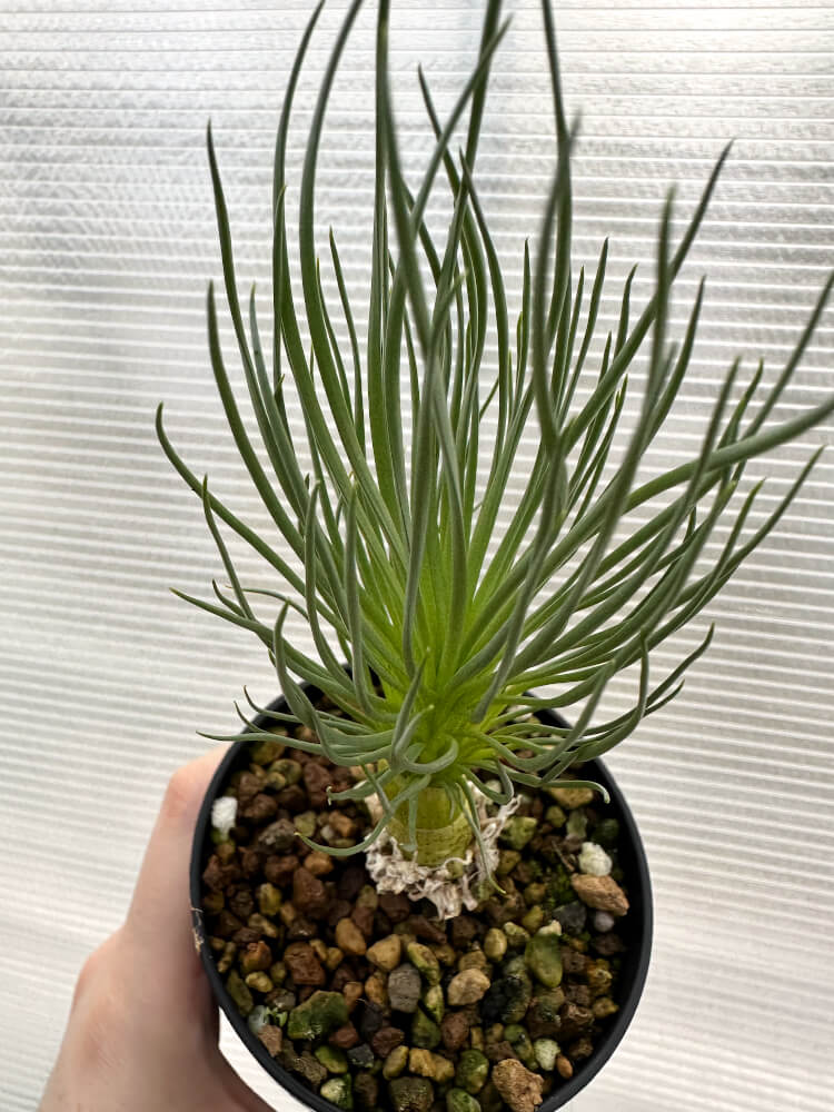 現品限り】ゲチリス・グランディフローラ【R5】 Gethyllis grandiflora