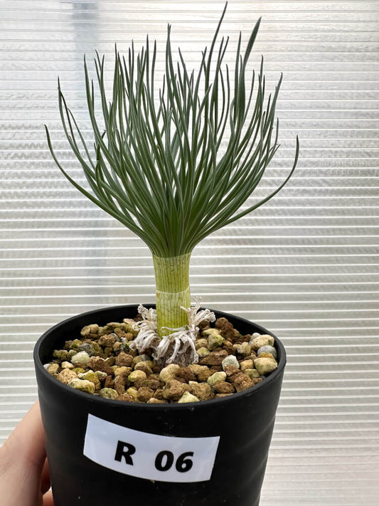 【現品限り】ゲチリス・グランディフローラ【R6】 Gethyllis grandiflora