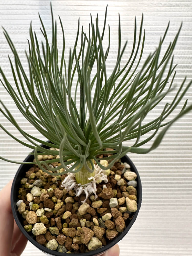 【現品限り】ゲチリス・グランディフローラ【R6】 Gethyllis grandiflora