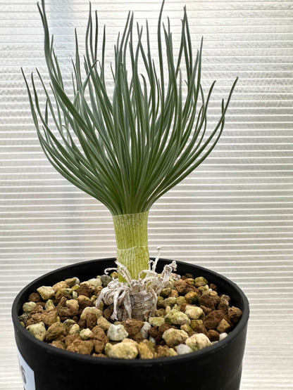 【現品限り】ゲチリス・グランディフローラ【R6】 Gethyllis grandiflora