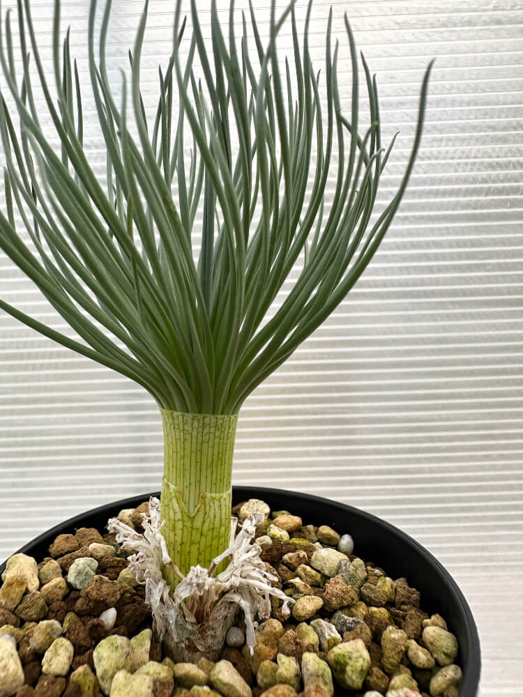 【現品限り】ゲチリス・グランディフローラ【R6】 Gethyllis grandiflora