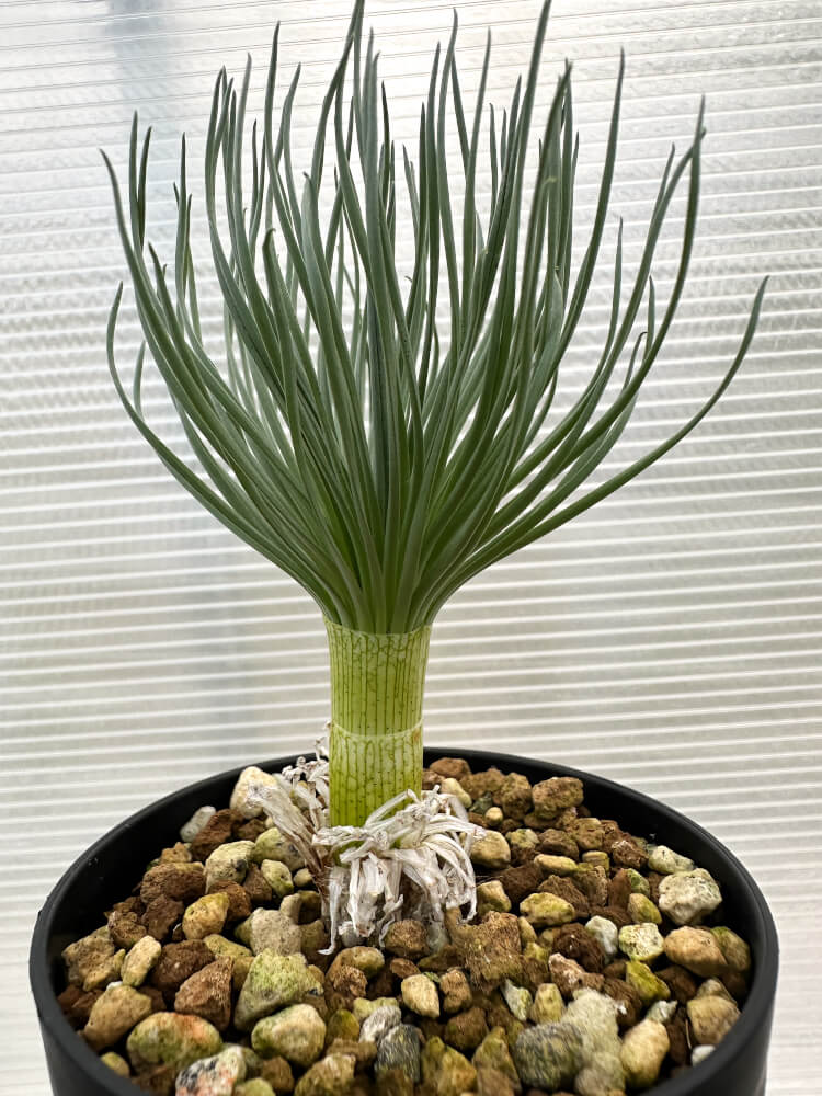 【現品限り】ゲチリス・グランディフローラ【R6】 Gethyllis grandiflora