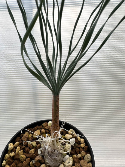 【現品限り】ゲチリス・ブリッテニアナ【R7】 Gethyllis britteniana