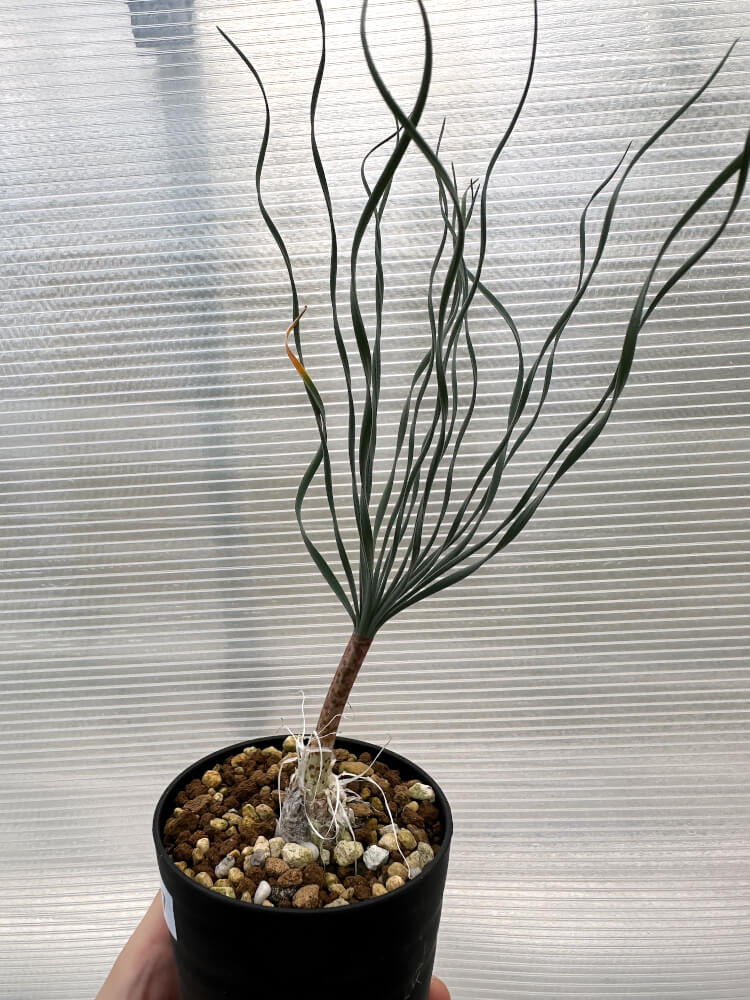 【現品限り】ゲチリス・ブリッテニアナ【R7】 Gethyllis britteniana