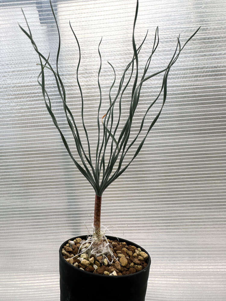 【現品限り】ゲチリス・ブリッテニアナ【R7】 Gethyllis britteniana