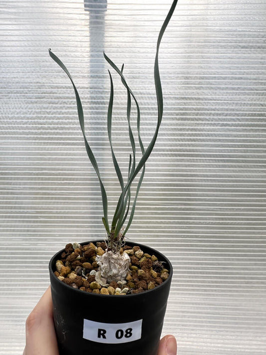 【現品限り】ゲチリス・ブリッテニアナ【R8】 Gethyllis britteniana
