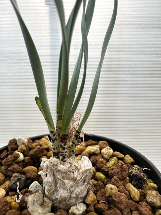 【現品限り】ゲチリス・ブリッテニアナ【R8】 Gethyllis britteniana